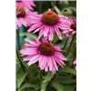 bellaflora Gartencenter GmbH