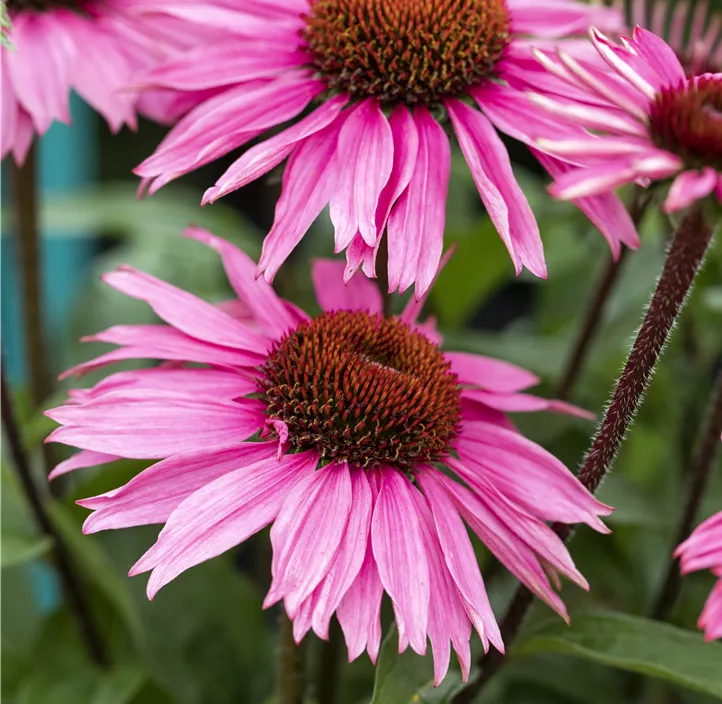 Sonnenhut 'Mooodz® Courage'