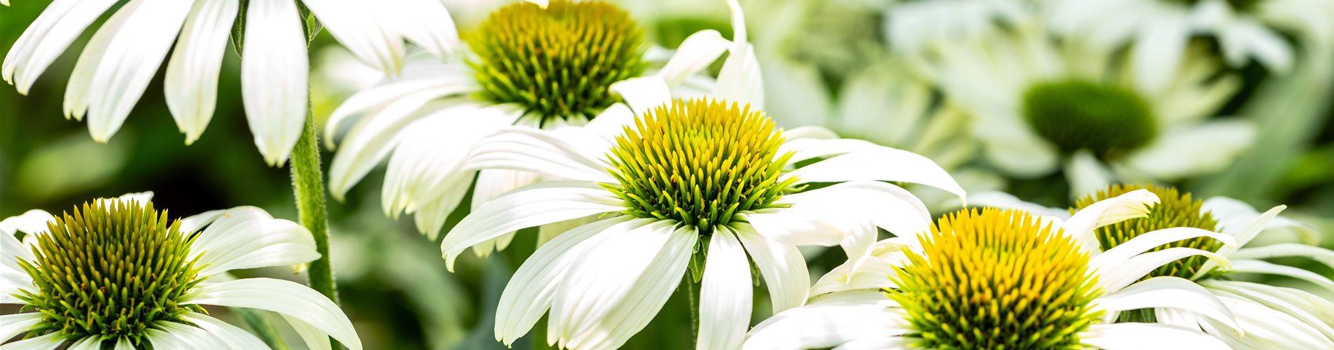 Echinacea purpurea White Pearl Echinacea purpurea White Pearl