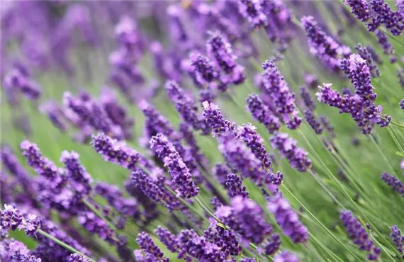 Lavendel Lavendel