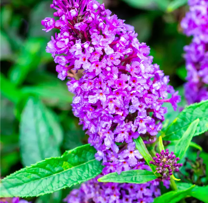 Sommerflieder 'Butterfly Candy® Trio'