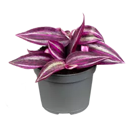 Tradescantia Pink Paradise