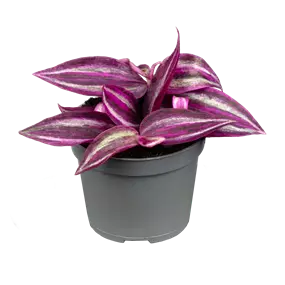 Tradescantia Pink Paradise