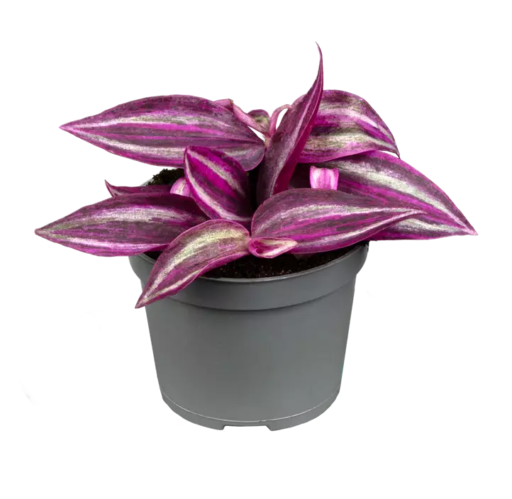 Dreimasterblume 'Pink Paradise'