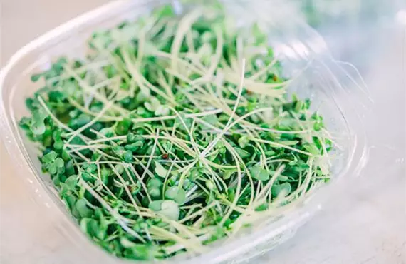 Microgreens frisch.jpg