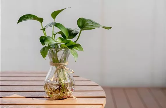 iStock-1186636168-reduziert.jpg