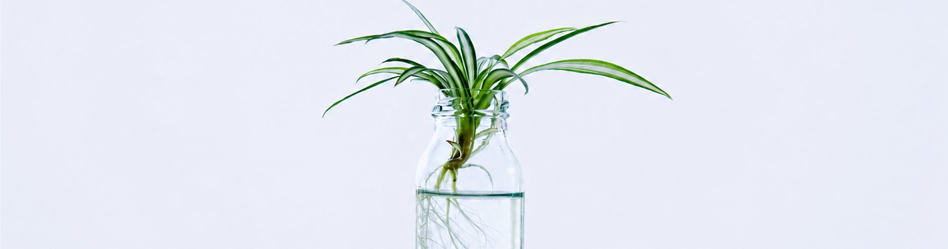 Pflanzen im Wasserglas Header