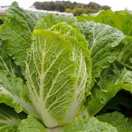 Brassica pekinensis