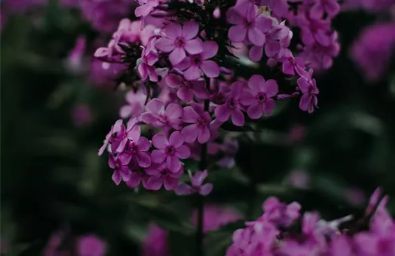 Phlox bei Nacht