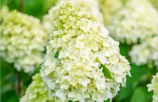Hydrangea Living Pink & Rose