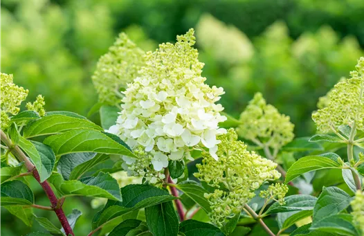 Hydrangea pan. Living Sugar Rush