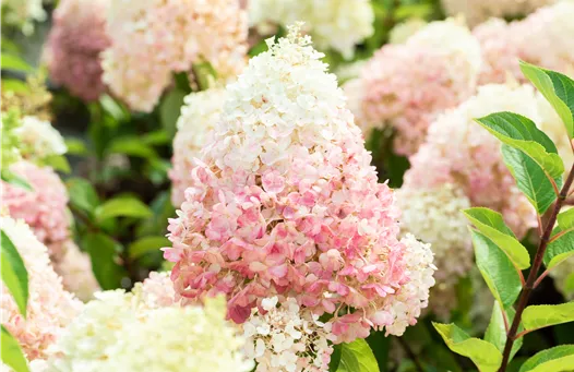 Hydrangea Living Pinky Promise