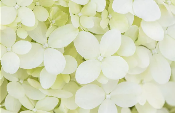 Hydrangea paniculata 'Limelight'(s)