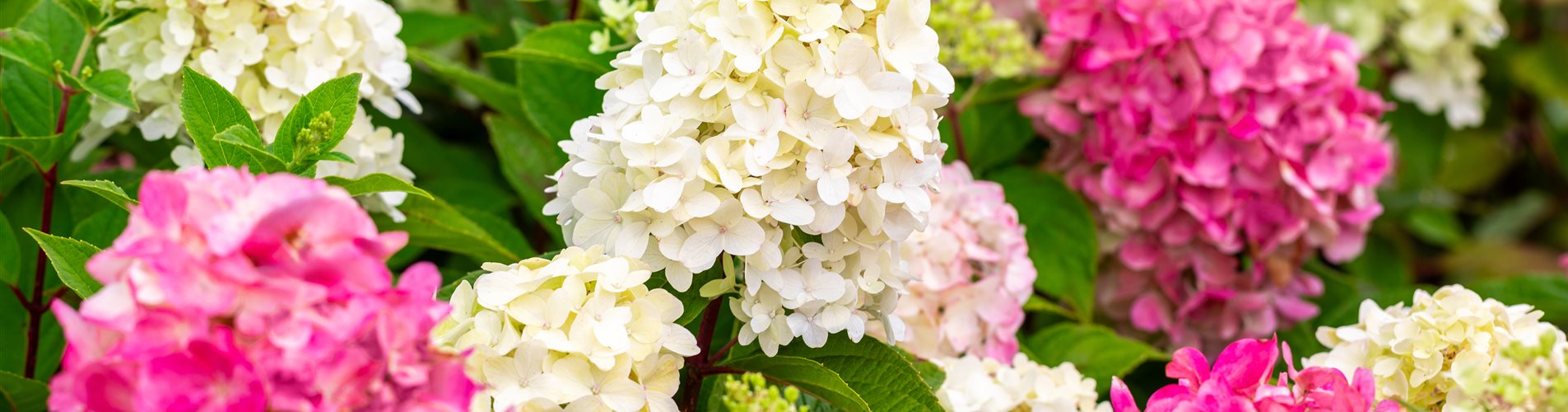 Hydrangea Bloody Marie