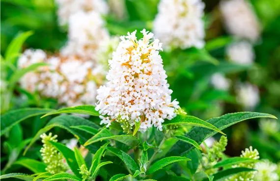 Buddleja Butterfly Candy Little White Buddleja Butterfly Candy Little White