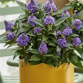 Buddleja davidii 'Little Rockstars Blue'