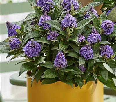 Buddleja davidii 'Little Rockstars Blue'