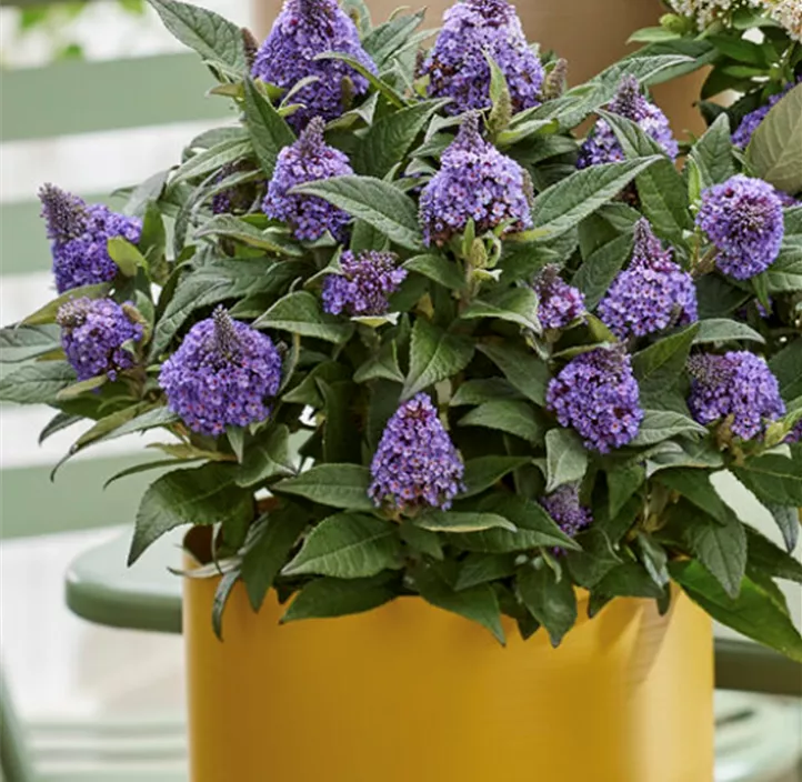 Zwerg-Schmetterlingsflieder 'Little Rockstar® Blue'