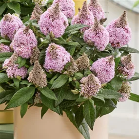 Buddleja davidii 'Little Rockstars Pink'