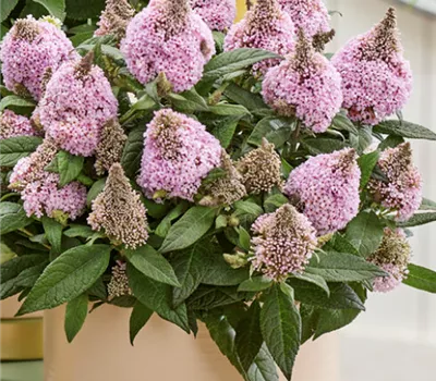 Buddleja davidii 'Little Rockstars Pink'