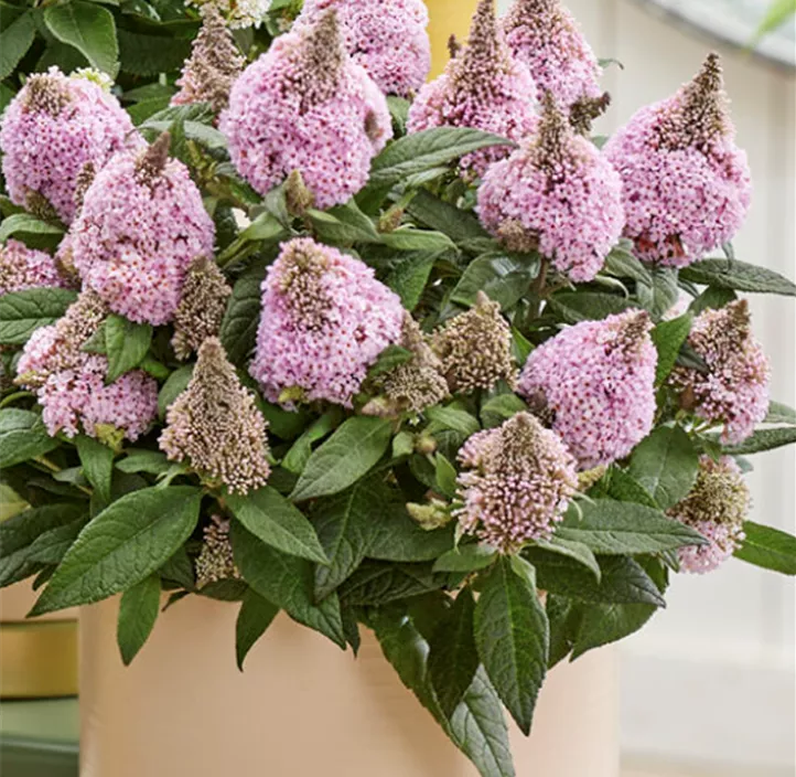 Zwerg-Schmetterlingsflieder 'Little Rockstar® Pink'