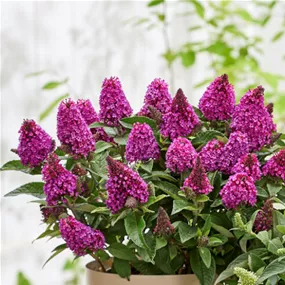 Buddleja davidii 'Little Rockstars Red'