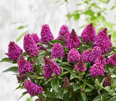 Buddleja davidii 'Little Rockstars Red'