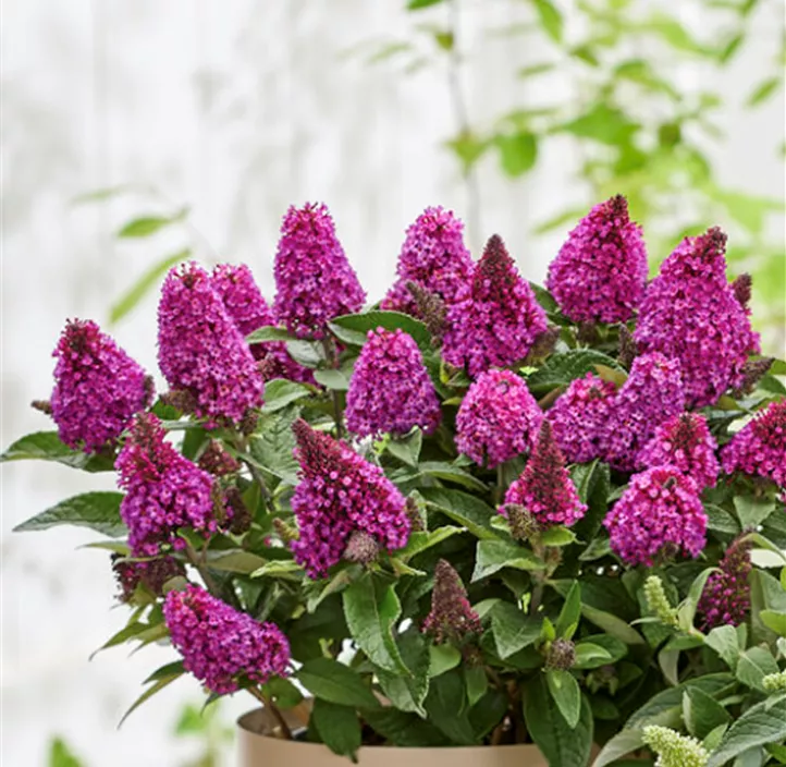 Zwerg-Schmetterlingsflieder 'Little Rockstar® Red'