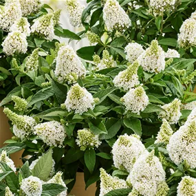 Buddleja davidii 'Little Rockstars White'