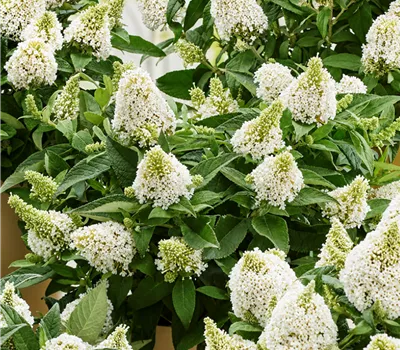 Buddleja davidii 'Little Rockstars White'