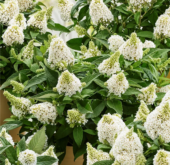 Zwerg-Schmetterlingsflieder 'Little Rockstar® White'