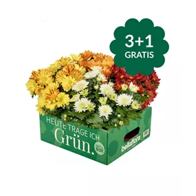 Chrysanthemum indicum Artist Armin