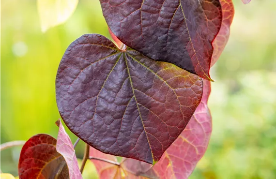 Cercis canadensis 'Ruby Falls' Cercis canadensis 'Ruby Falls'