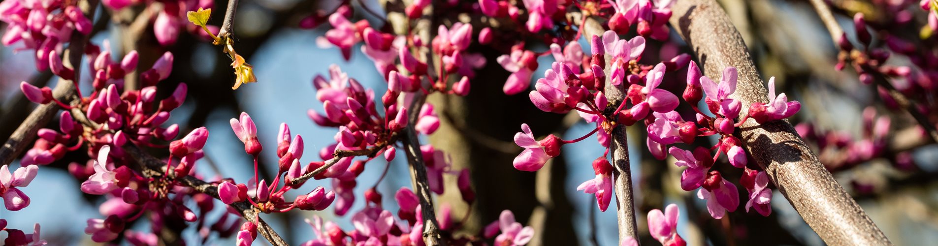 Cercis canadensis 'Lavender Twist'® Cercis canadensis 'Lavender Twist'®