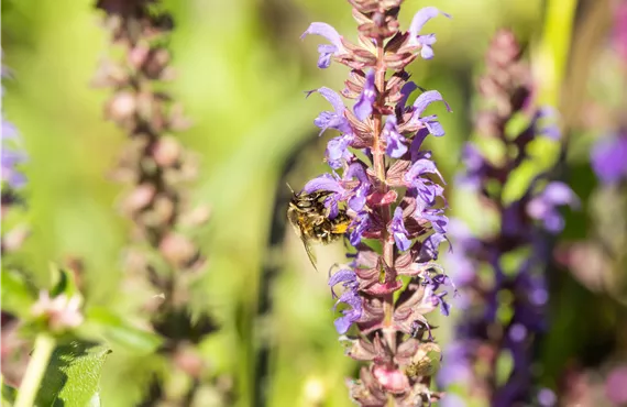 Wildbiene an Ziersalbei