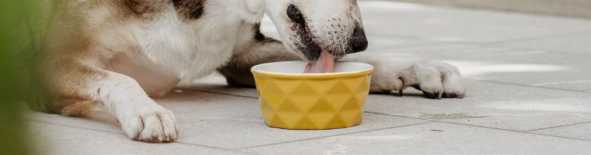 BellaFloraxstudiosoco-115-0-1628-2048-438