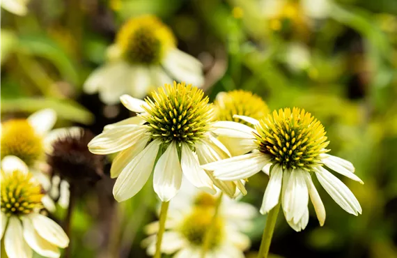 Echinacea purpurea Mellow Yellows