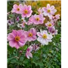 bellaflora Gartencenter GmbH