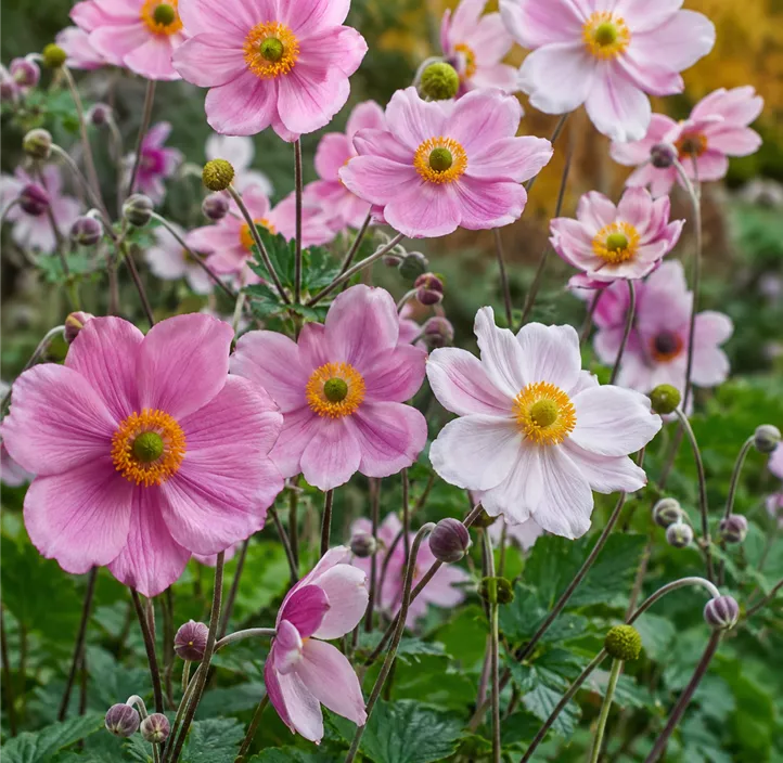 Anemone