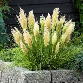 Cortaderia Tiny Pampa