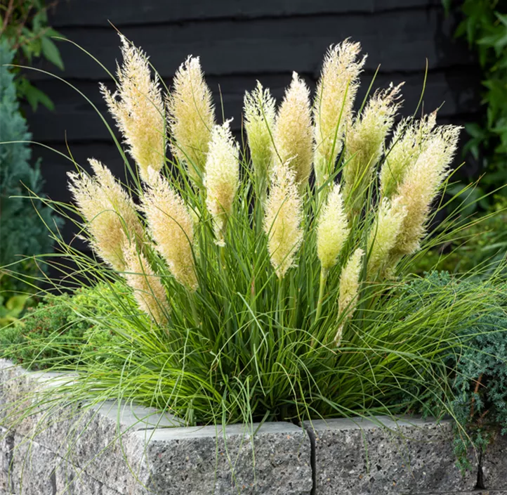 Garten-Pampasgras 'Tiny Pampa'®