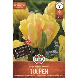 Tulipa hybrids Akebono