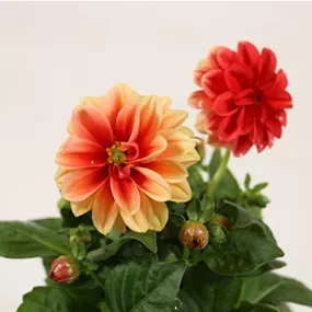 Dahlia coccinea ‚Autumn Mix‘