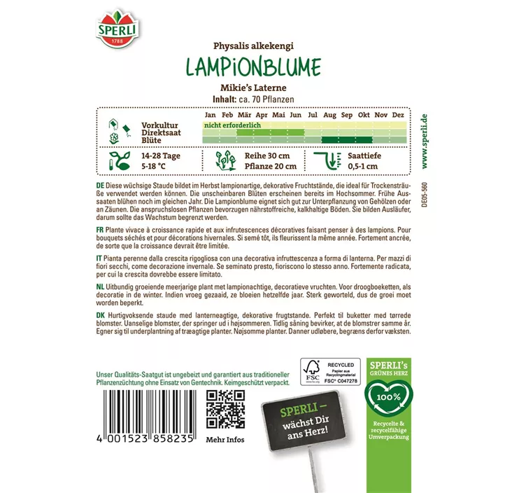 Lampionblume Mikies Laterne