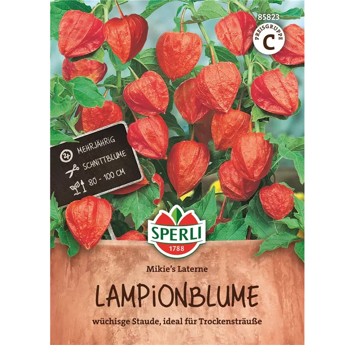 Lampionblume Mikies Laterne