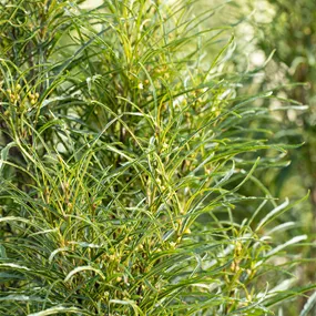 Rhamnus frangula Ron Williams