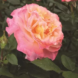 Rosa Augusta Luise®