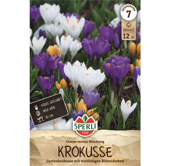 Frühlings-Krokus