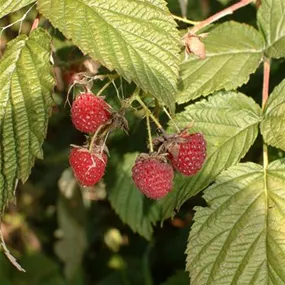 Rubus idaeus Autumn Happy