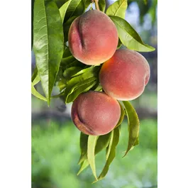 Prunus persica Mamie Ross